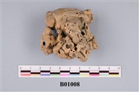 藏品(海綿化石)的圖片